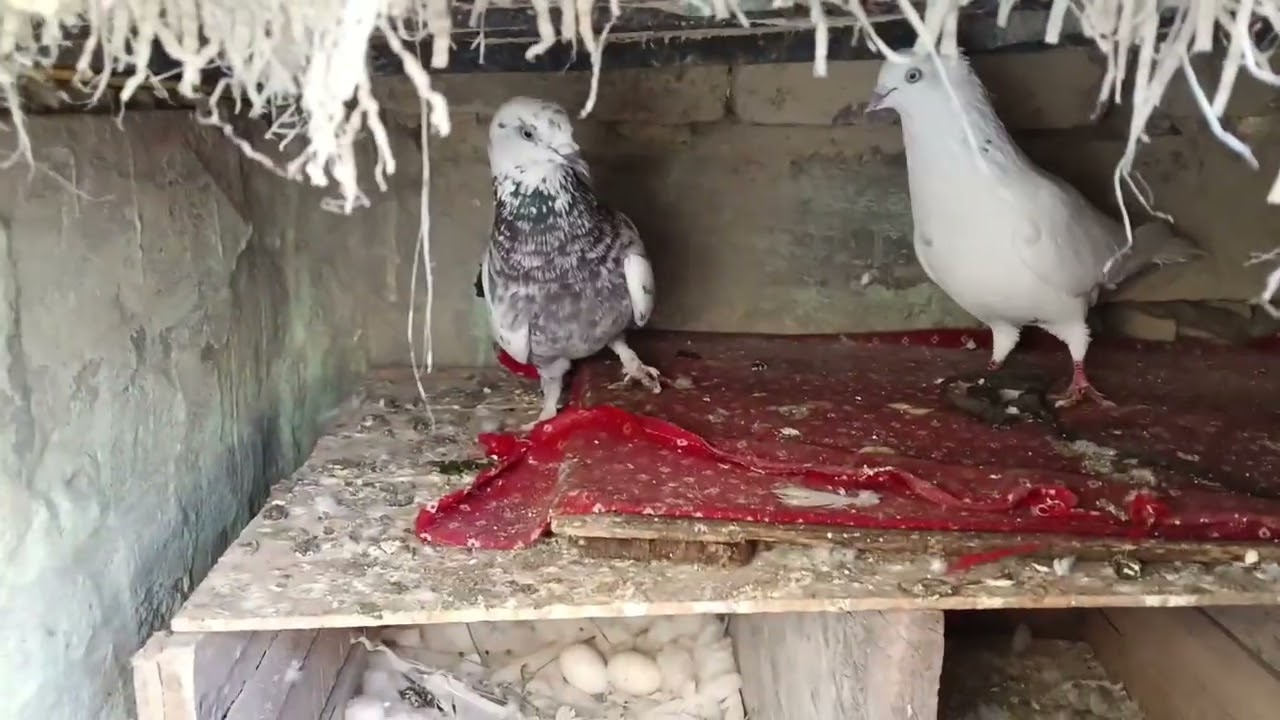 Punjab se nai kabutar Le Aaye