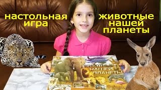 Обзор - Настольная игра Животные нашей планеты Обзор - Настольная игра Животные нашей планеты