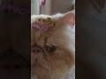 bebê 🦋🐈persa pronta para o Dia das mães!! Que presilha linda!!#cats #gatopersa #gatos