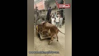 Dangerous Bull Karachi | Dastak