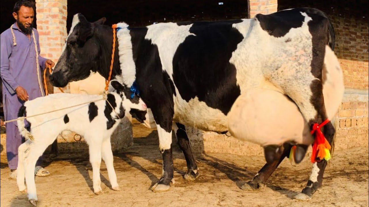 February 24, 2026 cholistani Jersey cross for sale (03213521351) (30kg ) 