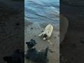 Бульдог Мигель и "старый" приятель #французскийбульдог