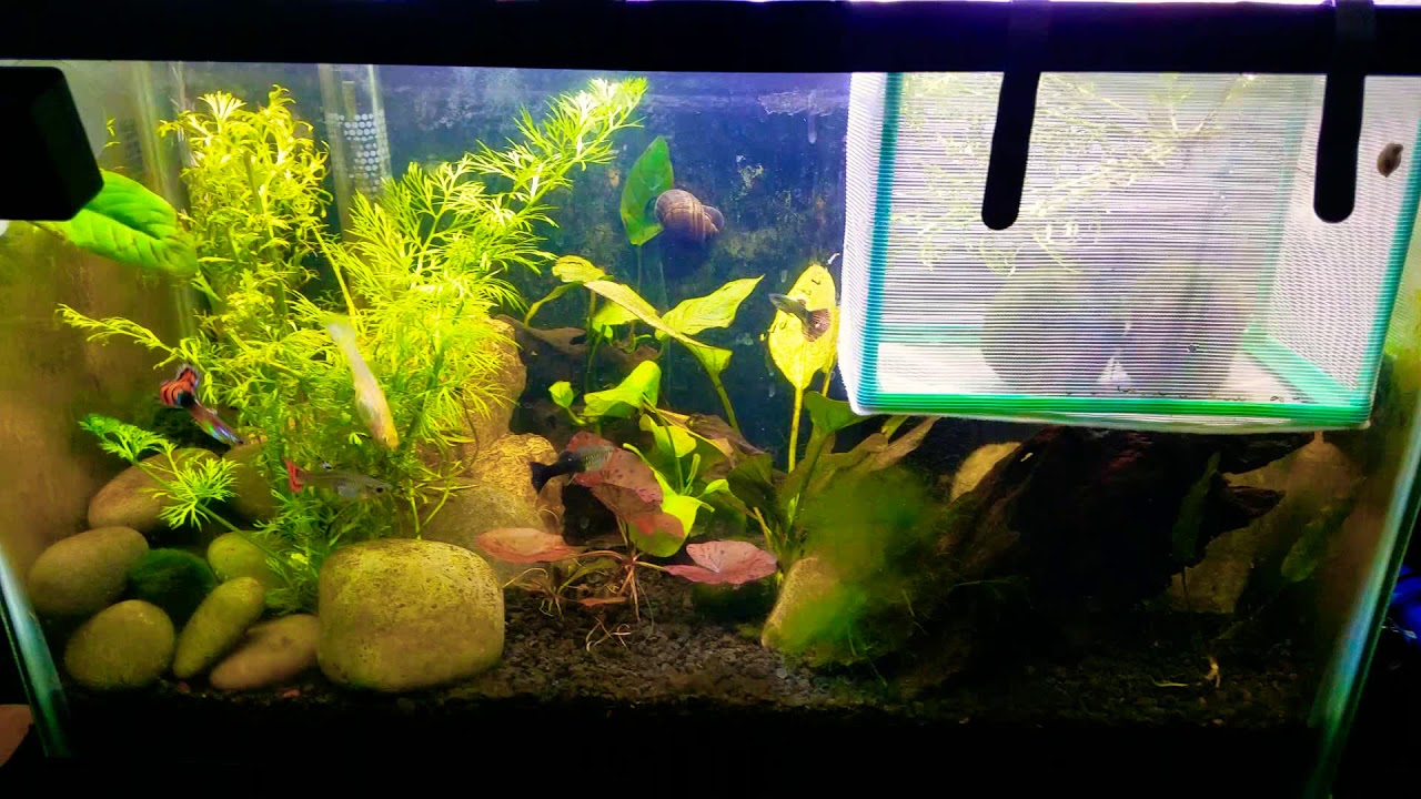 Guppy Breeding Project How to Breed Guppies Guppies Breeding YouTube