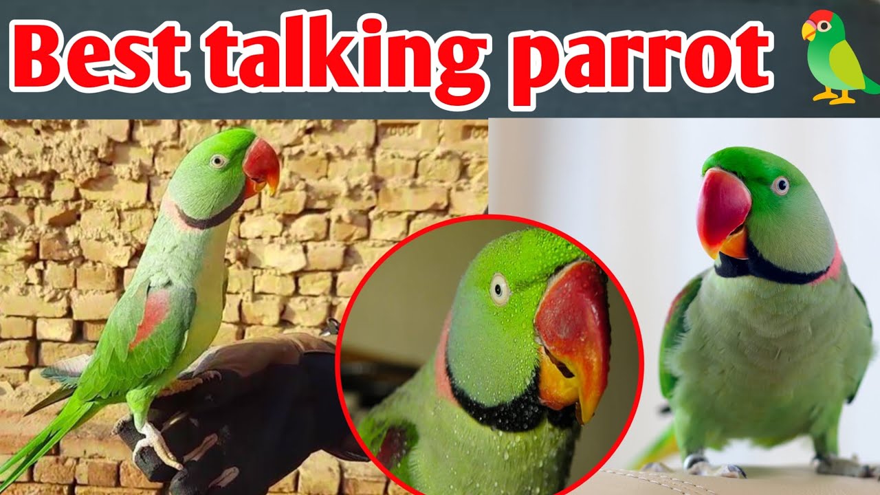 Parrot Best talking parrot kaise Banta hai hindi Urdu YouTube