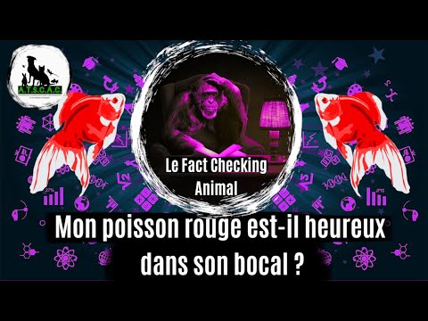 Vidéo: Niveaux de créatinine normaux chez les chiens