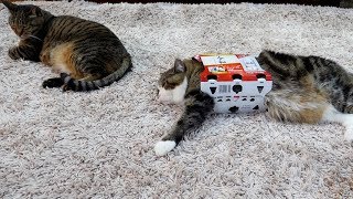 ビールの箱とまるとはな。-Beer box and Maru&Hana.-