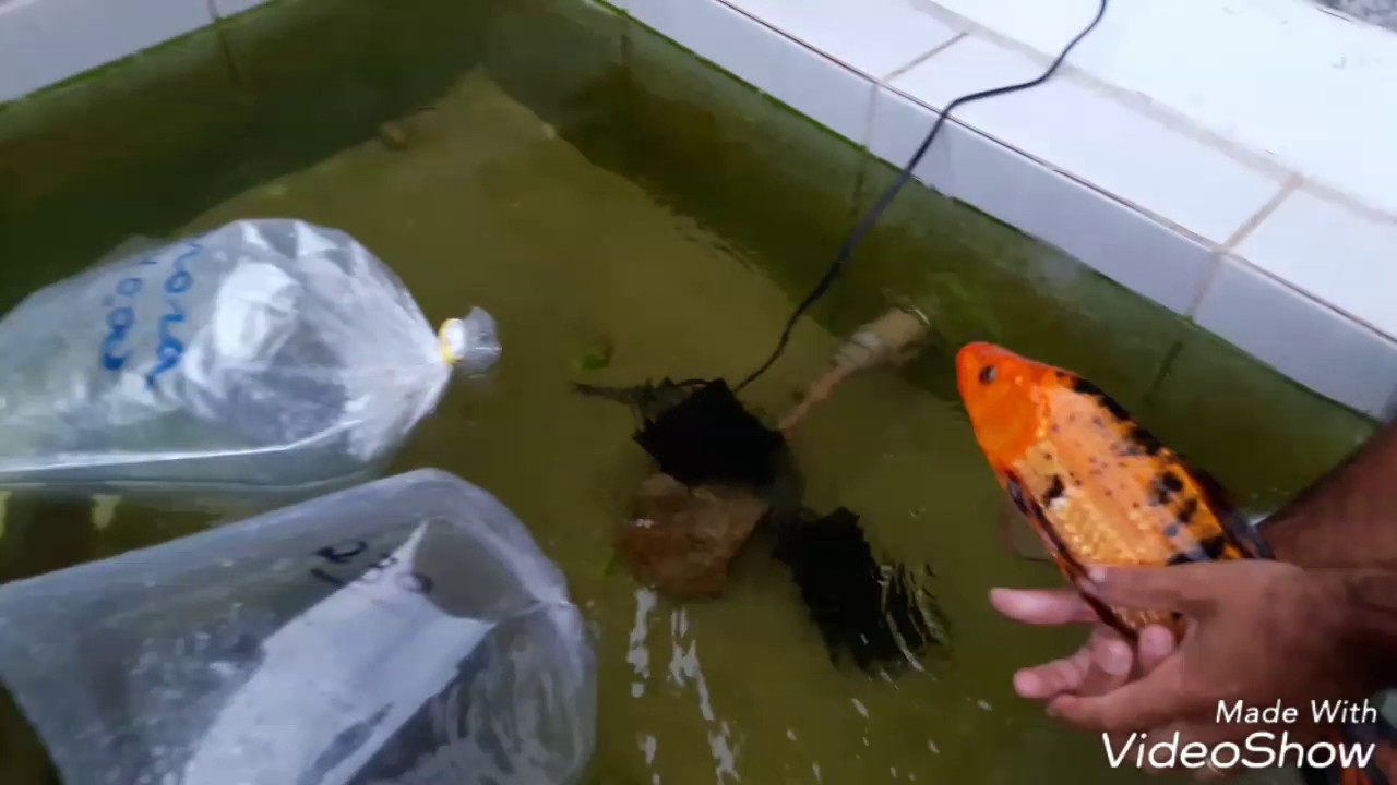 Soltando peixes no lago