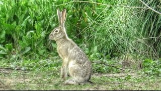 Black Tailed Jackrabbit