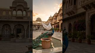 Stunning Peacock in palace drinking water 🦚✨ #peacock #ytshorts #viral