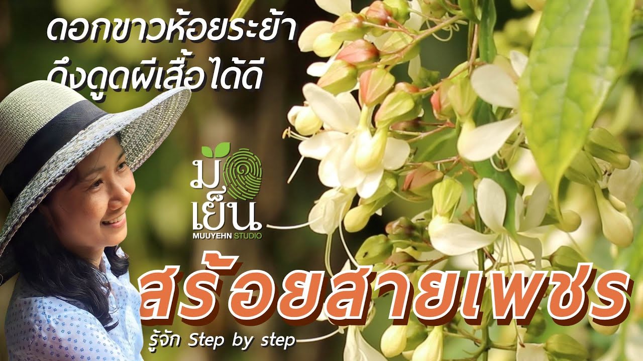 สร้อยสายเพชร ดอกขาวห้อยระย้า ดึงดูผีเสื้อได้ดี