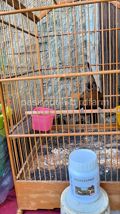 Cililin gacor panjang suara jernih #cililingacor #cililin #masterancililingacor #masterancililin