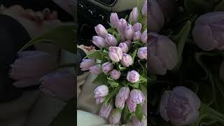 Tulips #shorts screenshot 4