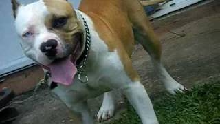 Thisishowyoudoitamstaffs Soljah Boy