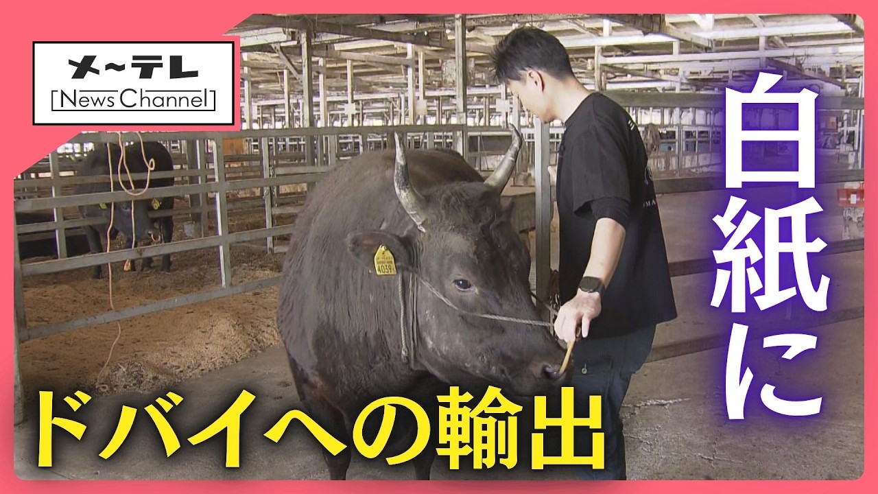 The export of premium Matsusaka beef to Dubai, a project that took