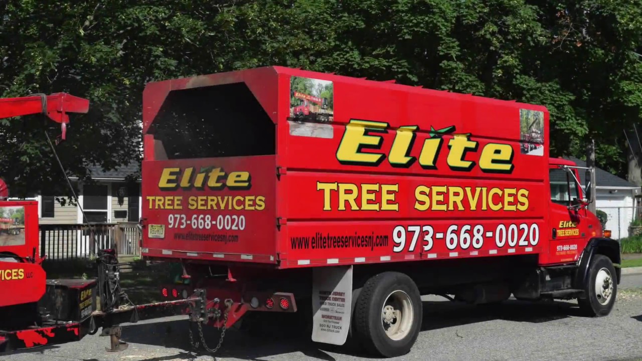 Elite Tree Removal in Rockaway NJ