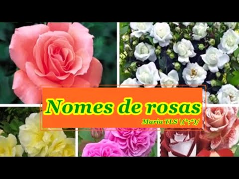 Vídeo: Quantos Tons De Rosa Existem