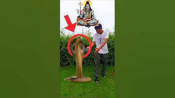 funny snake vfx video 😂😊 | #shorts #shortsfeed #youtubeshorts #snake #ytshorts