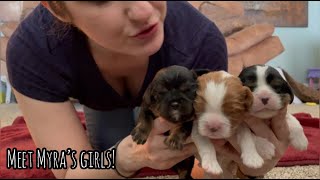 Raising Puppies to be Emotional Support Animals by Red Barn Cavaliers 1,615 views 1 month ago 25 minutes