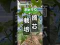 【摘芯栽培のきゅうりに沢山の小蔓がついてきました】 #きゅうり栽培