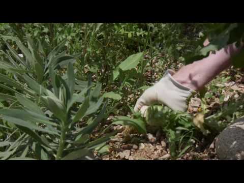 Vidéo: Comment Lutter Efficacement Contre Les Mauvaises Herbes
