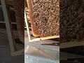 So imkern wir richtig! Schied kontrollieren, wo ist die Kö???? #bienen #worklifebalance #imkern