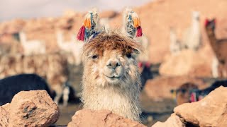 Llamas Unleashed  The Untold Story #wildlife #knowledgejourney