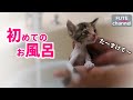 【生後21日目】初めてのお風呂に入ってみました。さく君が○○になっちゃた 驚【保護子猫】