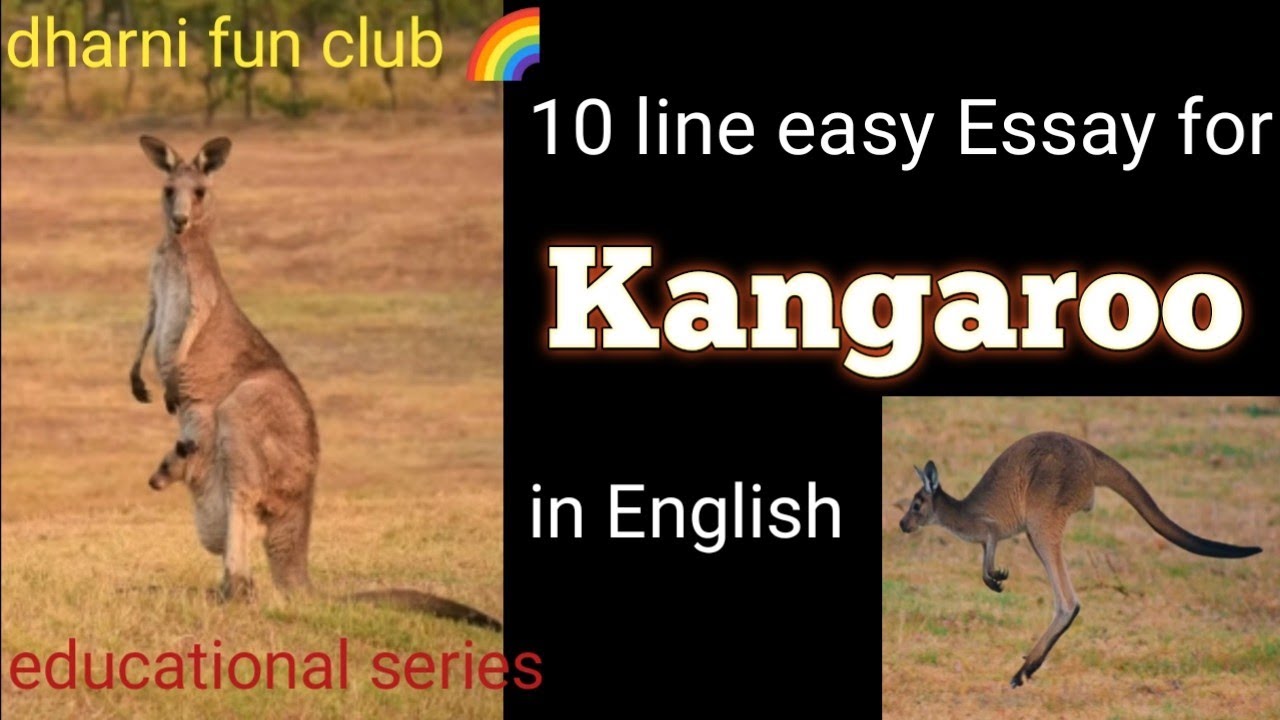 essay on kangaroo