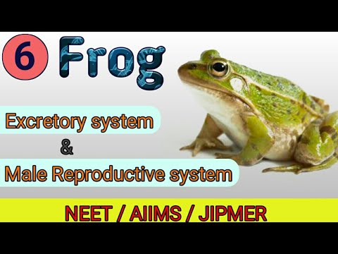 Excretory system and Male Reproductive system of Frog | Structural