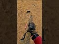 Охота на кабана #охота #загоннаяохота #wildlife #aerialhunting