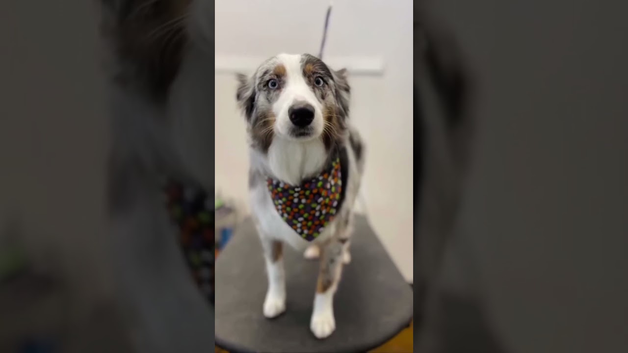 !!! 𝐔𝐋𝐓𝐈𝐌𝐀𝐓𝐄 𝐀𝐔𝐂𝐓𝐈𝐎𝐍 𝐁𝐔𝐍𝐃𝐋𝐄 !!! benefitting Wags & Walks LA 