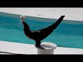 Sea Lion Performance Kamogawa Sea World 【4K】