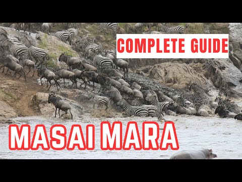 Vidéo: Réserve nationale du Masai Mara, Kenya : le guide complet