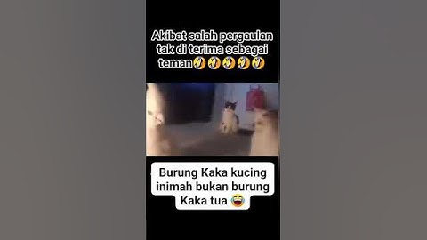 Burung Kakak Tua Tirukan Suara Kucing Bikin Ngakak #viral #trending #shorts #fyp #video #funny #love