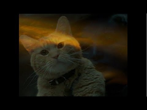 キャプテン マーベル Movienex 大人気 グース役の天才ネコちゃん Youtube