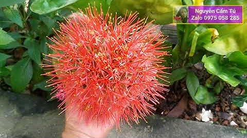 #shorts Hoa Hồng Tú Cầu tuyệt đẹp . Chùm hoa to