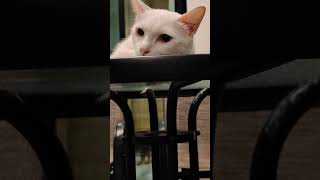 MaewYim #cat #cats #kitty #แมว #แมว10ตัว #cat #cats #youtube #youtubeshorts #catvideos