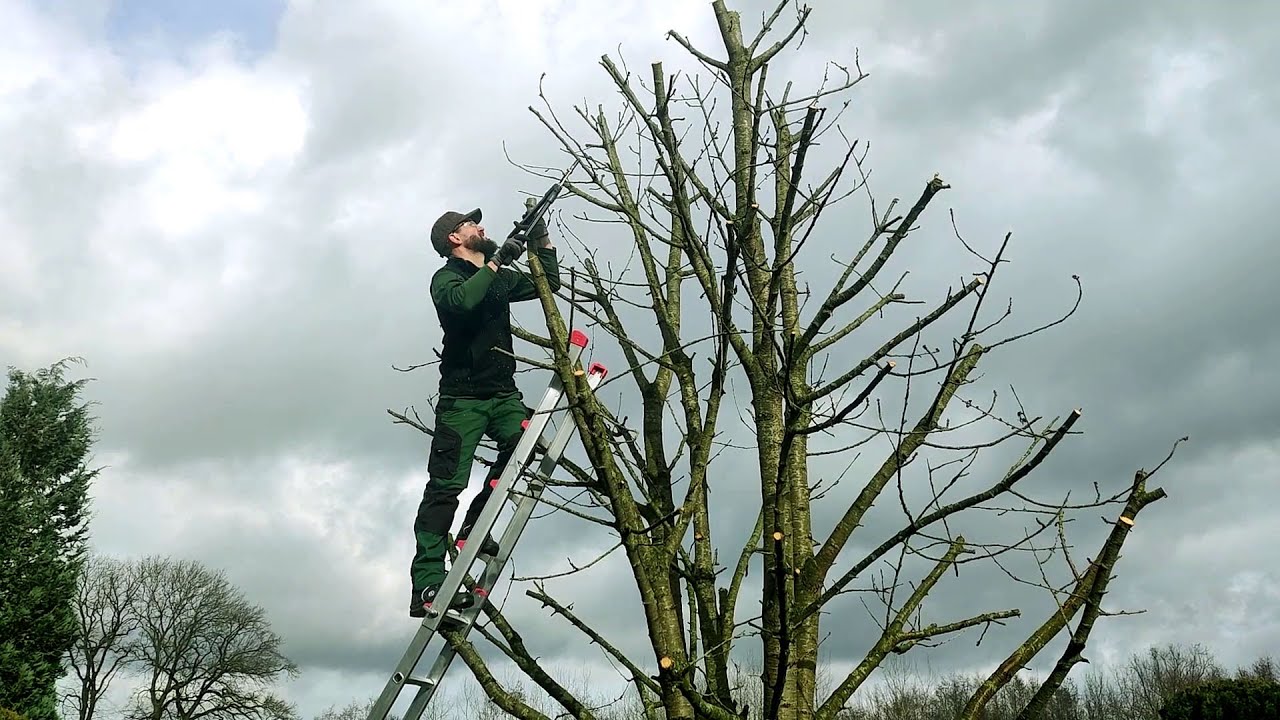 ⁣Kustorez. How to prune Cherry tree