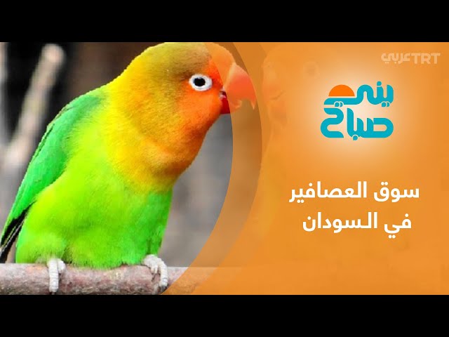 سوق أم درمان للعصافير وجهة الباحثين عن طيور الزينة في السودان - YouTube