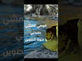 قومي تنمشي بهلدني وديع الصافي وديعيات