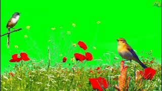 Green Screen alam burung yang indah ||Beautiful bird nature green screen HD video