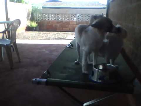 hawaii quarterback 2 mahu dogs.