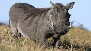 Amazing Facts About Warthogs