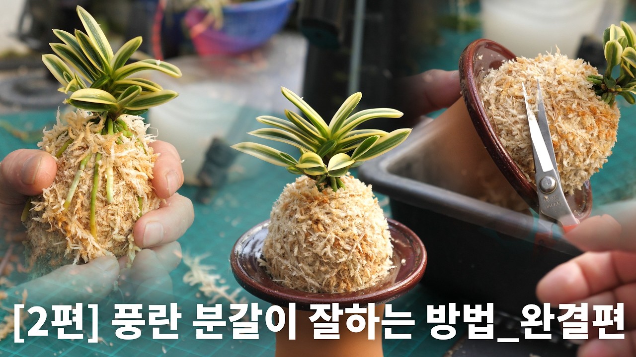 [2편] 풍란 분갈이 잘하는 방법, 수태를 단단하게! 완결편｜문향원(聞香苑) 유성태 대표