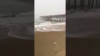 DEAD FISH in Sandbridge | Virginia Beach