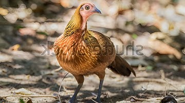 Suab Poj qaib qus seev zoo heev