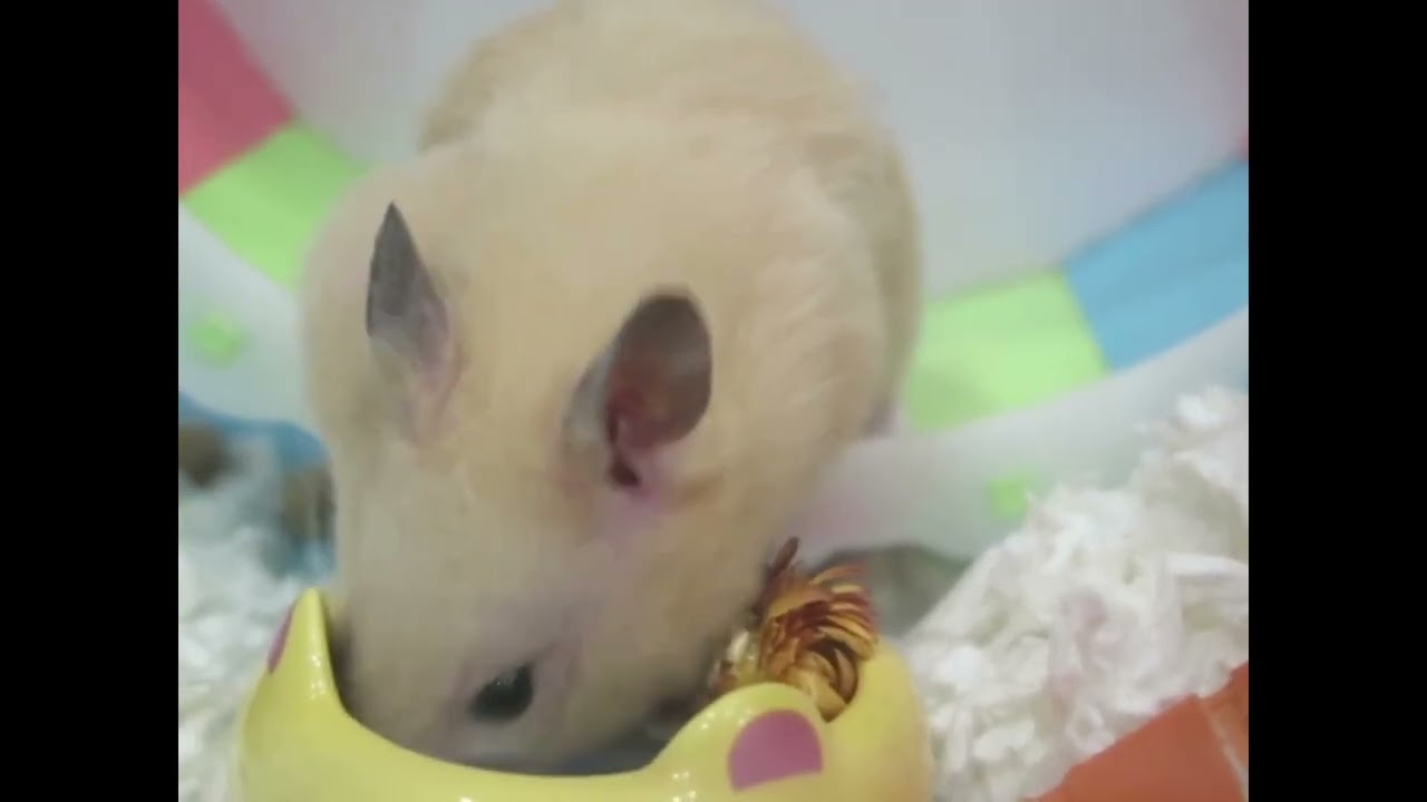 Pudding the Hamster stuffs food in its cheek pouches 布丁塞食物進食物囊