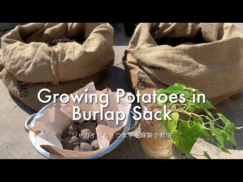 Growing Potatoes In Burlap Sack ジャガイモとさつま芋を麻袋で栽培 Youtube