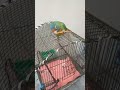 Parrot eats churromais