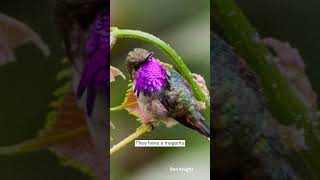 Bumblebee Hummingbird | Species Fact Card